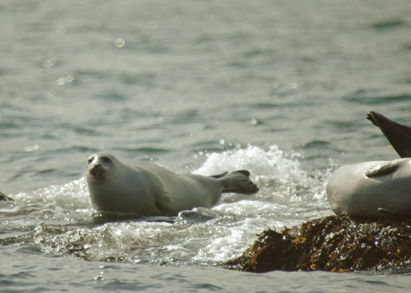DSC_2782_crop