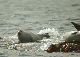 DSC_2782_crop